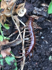 Lithobius