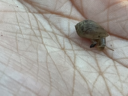 Melampus coffea observed 2026-10-16