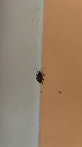 Brown Marmorated Stink Bug