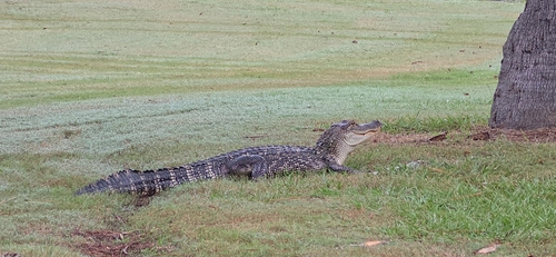 American Alligator
