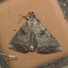 Arugisa latiorella