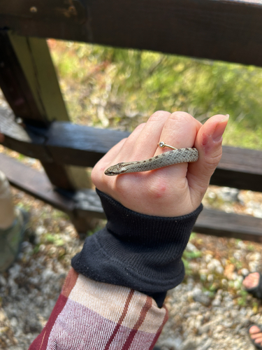 Smooth Snake