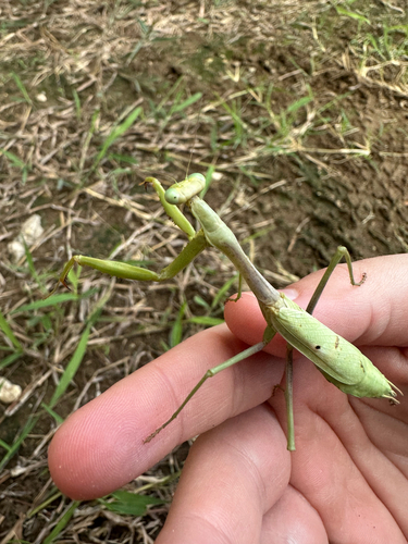 Carolina Mantis