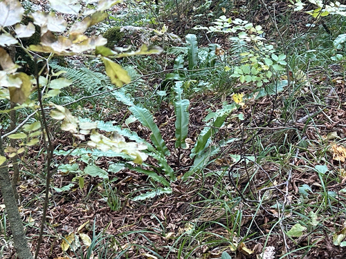 Hart's-tongue fern