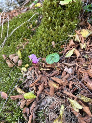 European Cyclamen