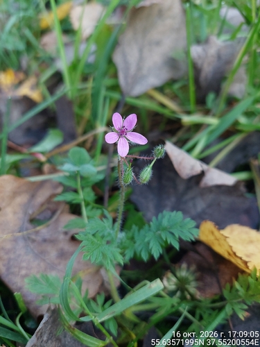 Redstem Stork's-bill