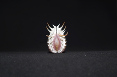 Hysteroconcha multispinosa