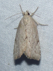 Cutina albopunctella