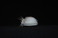 Hysteroconcha multispinosa