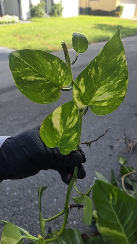 Golden Pothos