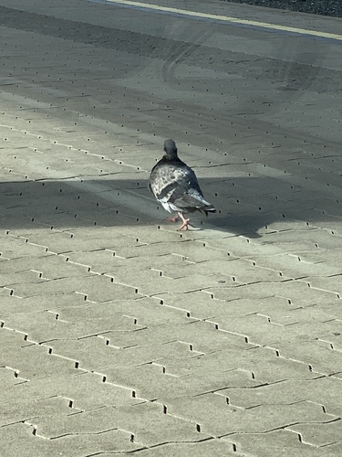 Feral Pigeon