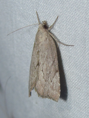 Cutina albopunctella