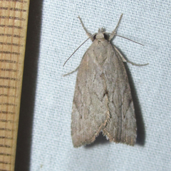 Cutina albopunctella