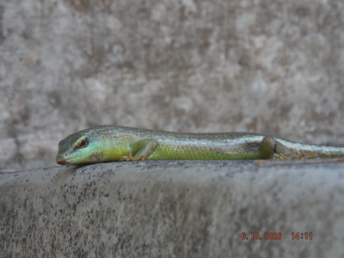 Dasia olivacea observed 2026-10-06
