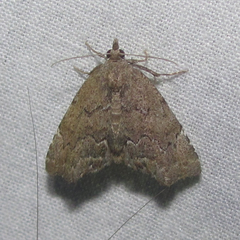 Cutina aluticolor