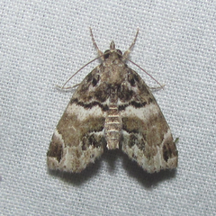 Cutina distincta