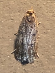 Autosticha kyotensis