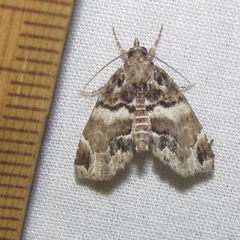 Cutina distincta