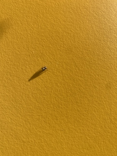 House Jumping Spider