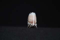 Hysteroconcha multispinosa