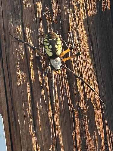 Yellow Garden Spider