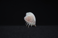 Hysteroconcha multispinosa