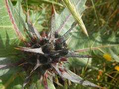 Blitopertha nigripennis