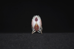 Hysteroconcha multispinosa