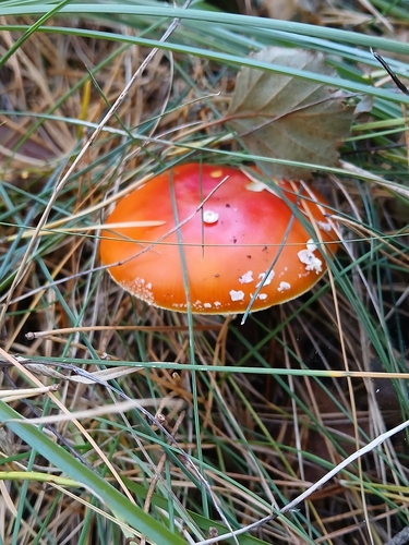 Fly Agaric