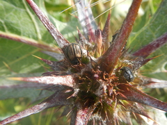 Blitopertha nigripennis