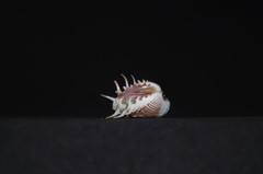 Hysteroconcha multispinosa