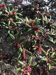 Comarostaphylis diversifolia diversifolia