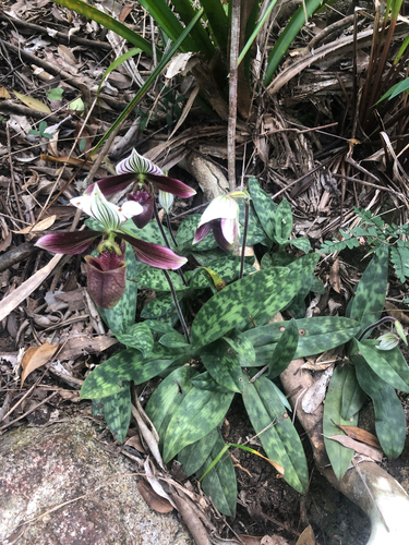 Paphiopedilum purpuratum, 2026-10-16