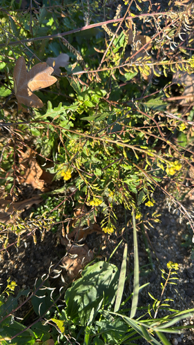 Bog Yellowcress