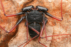 Paraphrynus carolynae