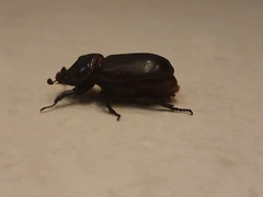 Oryctes rhinoceros
