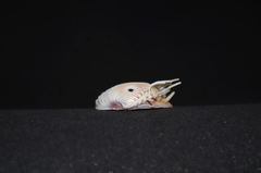 Hysteroconcha multispinosa