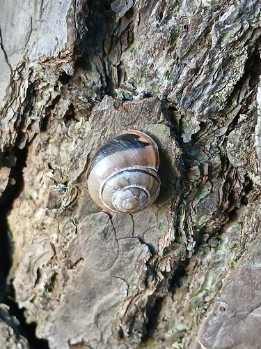 Brown-lipped Snail