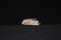 Hysteroconcha multispinosa