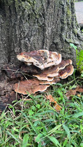 Ganoderma sessile