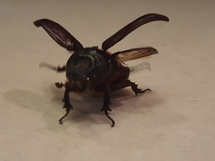 Oryctes rhinoceros