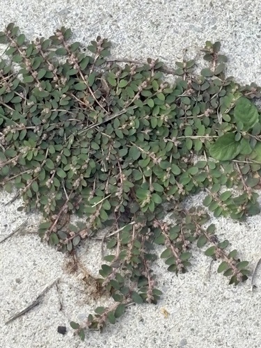 Euphorbia thymifolia observed 2026-10-16