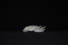 Hysteroconcha multispinosa