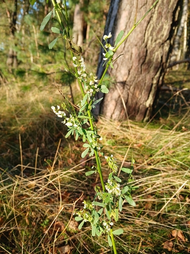 White Sweetclover