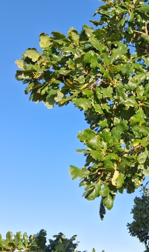 downy oak