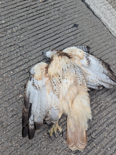 Red-tailed Hawk