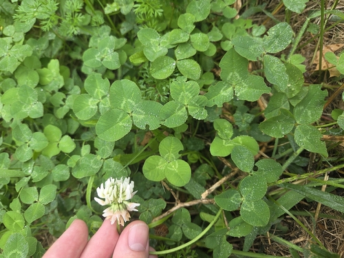white clover