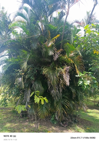 Areca observed 2026-10-16