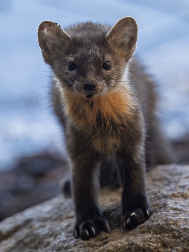 American Marten observed by joeydeanoutdoors