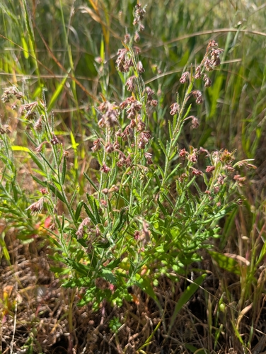 Gonocarpus elatus observed 2026-10-15